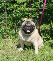 Лот: 10635283. Фото: 2. Очаровательная мопсо-девочка. Животные и уход