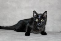 Лот: 11862571. Фото: 3. Котенок в хорошие руки!. Растения и животные