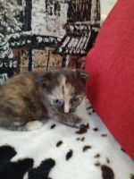 Лот: 2178540. Фото: 4. котенок шотландская вислоухая... Красноярск