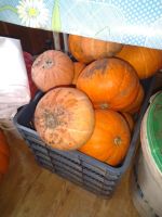 Лот: 14758791. Фото: 2. Тыква. Продукты