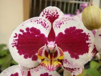 Лот: 20679051. Фото: 2. Орхидея Азиатская сортовая Younghom... Комнатные растения и уход