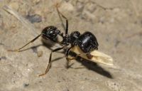 Лот: 11508952. Фото: 3. Messor structor(муравей-жнец... Растения и животные