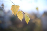 Лот: 4692348. Фото: 4. Гелиос 44 (Экспортный, 8 лепестков...
