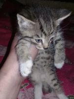 Лот: 13691031. Фото: 2. котятки. Животные и уход