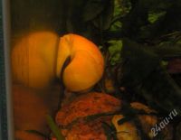 Лот: 180577. Фото: 2. Ампулярия взрослая (самец). Аквариумистика