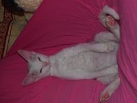 Лот: 3010716. Фото: 2. продам котенка редкой породы девон-рекс. Животные и уход