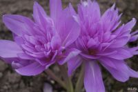 Лот: 10108752. Фото: 2. Безвременник "Colchicum" (Фиолетовый... Семена, рассада, садовые растения