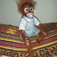 Лот: 17206603. Фото: 3. Новая кукла-реборн-мальчик-обезьянка... Дети растут