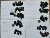 Лот: 17576426. Фото: 6. Саженцы ягодных кустарников