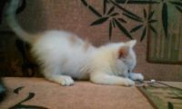 Лот: 7765249. Фото: 2. Котята. Животные и уход