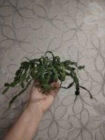 Лот: 25888974. Фото: 5. Шлюмбергера (декабрист)