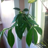 Лот: 16239915. Фото: 3. Эсхинантус цветущий. Растения и животные