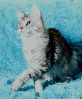 Лот: 20613589. Фото: 4. Шикарный котёнок мейн кун. Красноярск