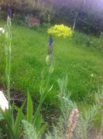 Лот: 5664227. Фото: 3. Ирис бородатый фиолетовый Royal... Для дачи, дома, огорода, бани, парка