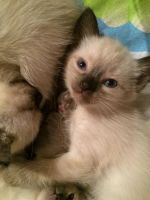 Лот: 3622537. Фото: 4. Сиамские котята. Красноярск