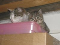 Лот: 1341336. Фото: 2. Котята. Животные и уход