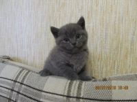Лот: 7978394. Фото: 3. британец. Растения и животные