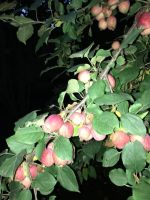 Лот: 8158850. Фото: 2. Ранетка домашняя сладкая красная... Продукты