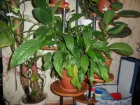 Лот: 5422381. Фото: 2. Спатифиллум (женское счастье). Комнатные растения и уход