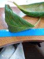 Лот: 21982197. Фото: 2. Глоксиния лист. красная. Комнатные растения и уход