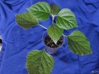 Лот: 8168422. Фото: 4. Клеродендрум филиппинский (Clerodendrum... Красноярск