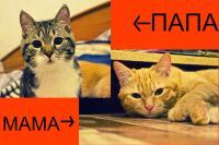 Лот: 2986496. Фото: 6. Котеночек рыженький