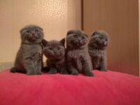 Лот: 10747344. Фото: 2. Шотландские голубые прямоухие... Животные и уход