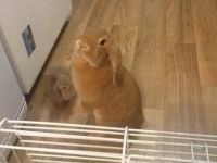 Лот: 10850602. Фото: 7. Декоративные карликовые вислоухие...