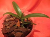 Лот: 4521512. Фото: 2. Орхидея -Sarcochilus fitzgeraldii... Комнатные растения и уход