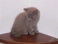 Лот: 253033. Фото: 2. Котёнок-британец (мальчик). Животные и уход