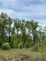 Лот: 25396589. Фото: 19. 3-комн. дом , ТСН Шариповское...