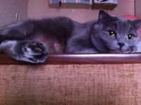 Лот: 5190215. Фото: 4. Британские котята. Красноярск