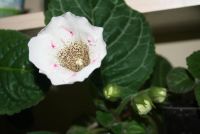 Лот: 4336192. Фото: 5. Глоксиния белая с черными точками