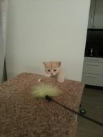 Лот: 4973122. Фото: 2. шотландские котята. Животные и уход
