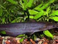 Лот: 1841917. Фото: 2. сом мешкожаберный - взрослая пара... Аквариумистика