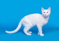 Лот: 5975837. Фото: 3. Котенок породы Гигантская Афродита. Растения и животные