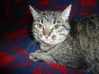 Лот: 875375. Фото: 2. котята. Животные и уход