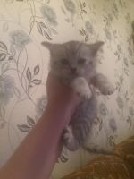 Лот: 13935896. Фото: 5. Британцы