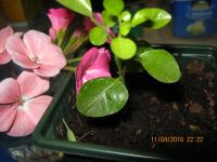 Лот: 7308690. Фото: 2. муррайя №9. Комнатные растения и уход