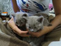 Лот: 4419586. Фото: 5. котята британцы