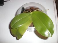 Лот: 3762917. Фото: 2. P.violacea x P.violacea. Комнатные растения и уход