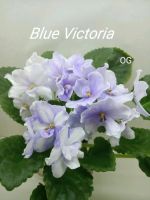 Лот: 10921403. Фото: 3. Фиалка BlueVictoria лист. Растения и животные