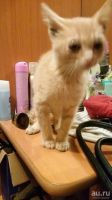 Лот: 8866946. Фото: 6. Бездомный котенок
