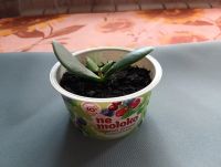 Лот: 25527660. Фото: 2. комнатное растение 1. Комнатные растения и уход