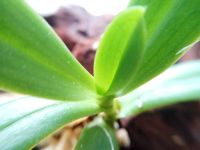 Лот: 11838486. Фото: 3. Орхидея Haraella retrocalla. Растения и животные