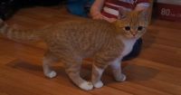Лот: 3244759. Фото: 2. Девочка скоттиш страйт. Животные и уход