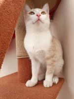 Лот: 20840107. Фото: 2. Котенок. Животные и уход