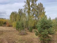 Лот: 17132541. Фото: 2. Ровный земельный участок с лесом... Продажа