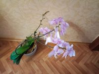 Лот: 24764259. Фото: 3. Орхидея взрослое растение, начинает... Растения и животные