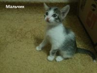 Лот: 4868789. Фото: 3. Отдам котят в добрые руки. Растения и животные